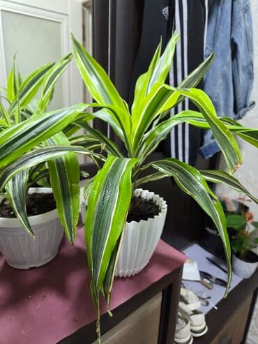 лампы для растений: Декабрист (Schlumbergera) — комнатный кактус с плоскими членистыми — 20