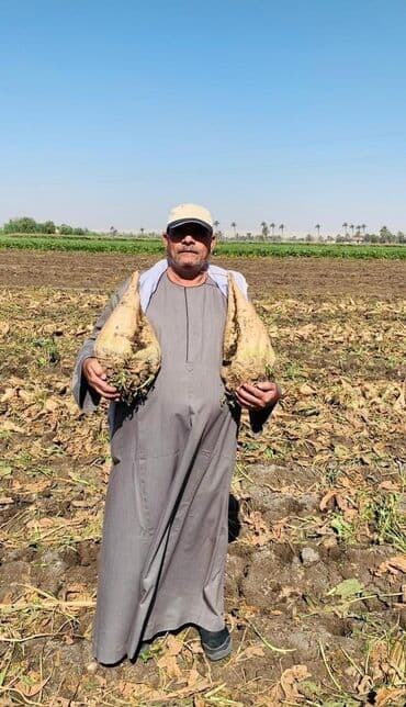 купить кукуруза: Семена овощей: Свекла, Самовывоз, Бесплатная доставка, Платная доставка — 4