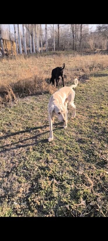 отдам охотничью собаку в хорошие руки: Эркек тайган 2-жаш рабочий - Стройный, высоконогий тип с длинной — 3