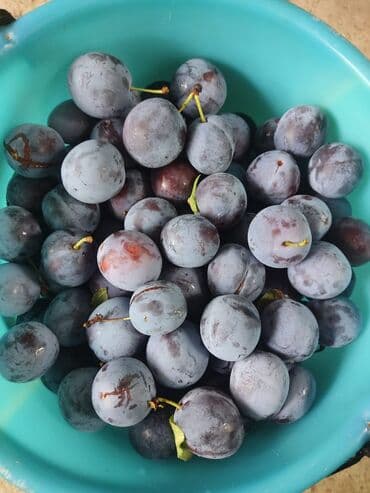 Сливы домашние, венгерка Саженцы, уже плодоносили в этом году 4-5 at lalafo.kg Сливы домашние, венгерка Саженцы, уже плодоносили в этом году 4-5