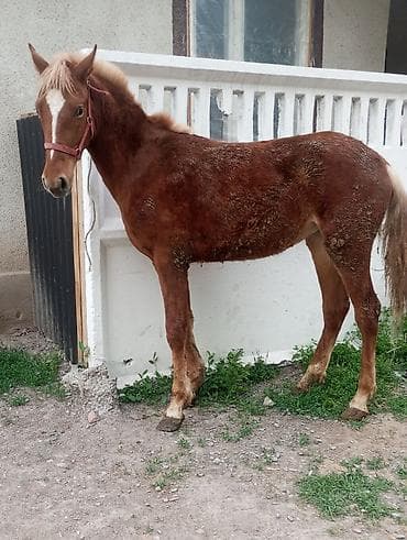 мышык кошка: Сатам | Тай — 3