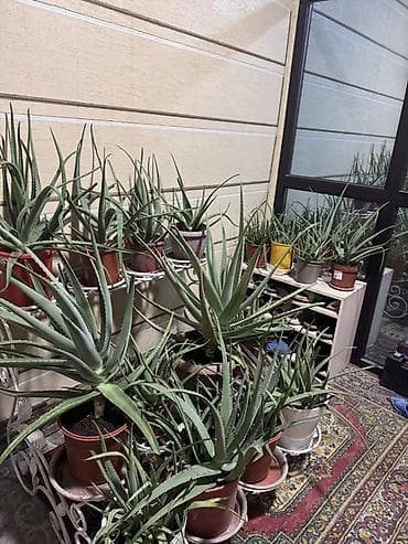 себе: Алоэ вера (Aloe vera) в горшках - Живые растения с мясистыми зелёными — 3