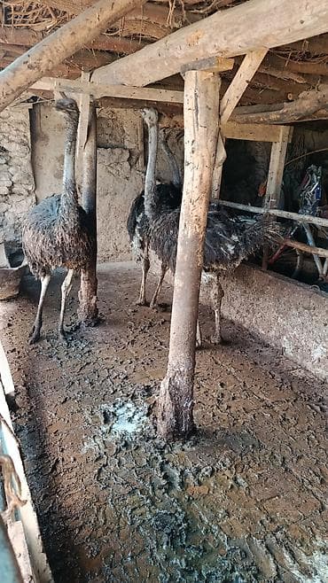 жаныбарлар: Страусы для разведения Срочно Срочно Срочно - Африканские страусы — 5