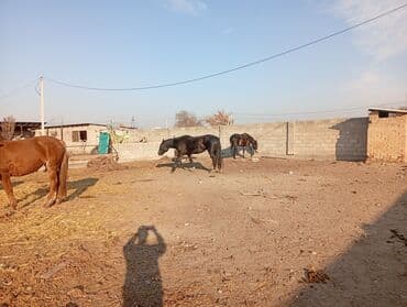 продаю связи с переездом: Продаю | Жеребенок | Для разведения | Племенные — 6