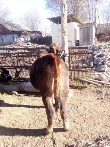 племенные коровы молочные купить: Продаю | Тёлка | Абердин-ангус, Швицкая | Для разведения, На откорм, Для молока | Привязанные, Осеменитель — 5