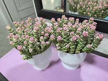 кактусы: Композиции из кактусов и суккулентов в горшках - Наборы мини-кактусов — 10
