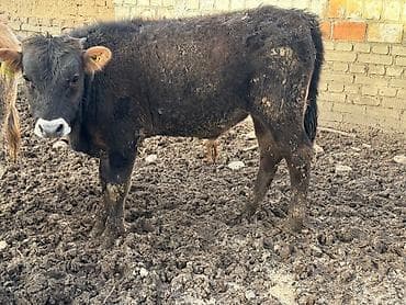 мал сату: Сатам | Бука (эркек) | Бордоп семиртүү үчүн — 7