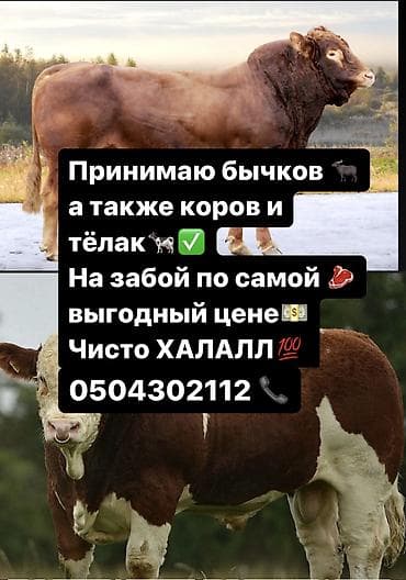 купить карова: Куплю | Коровы, быки, Козы, козлы, Лошади, кони | На забой, на мясо — 1