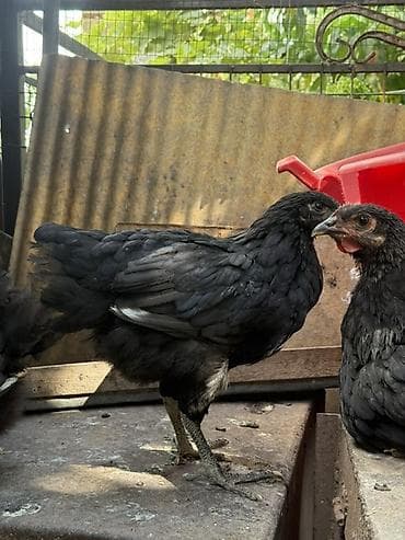суточные индюшата: Продаю | Куры | Домашняя | Для разведения — 3