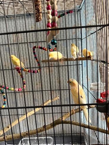 карликовые утки: Канарейки жёлтых окрасов Молодые кенары поющие Описание: - Птицы — 4