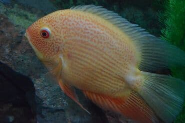 корм форели: Северум Голд (размер 6-8 см). Рыбки спокойные, плавают медленно — 4