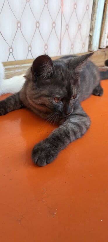 продажа домашних животных: Скотиш Страйт (Шотландская прямоухая), 6 месяцев, Мальчик — 4