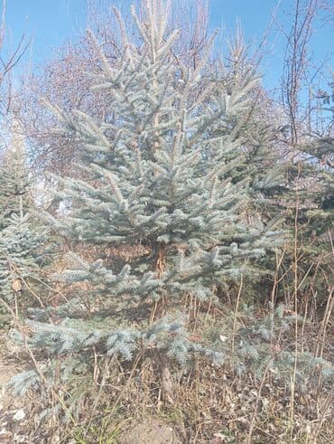 шкаф бу бишкек: Саженцы деревьев: Ели — 10