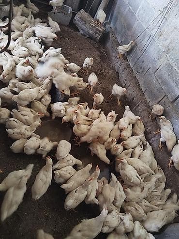 Продаю | Цыплята | Бройлерная | На забой at lalafo.kg Продаю | Цыплята | Бройлерная | На забой