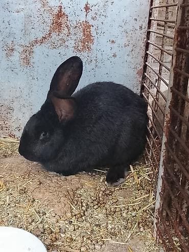Продаю | Крольчиха (самка) | Для разведения