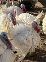 собака охотничий: Продаю | Индюшка (самка) | Бройлерная | На забой | Племенные — 1