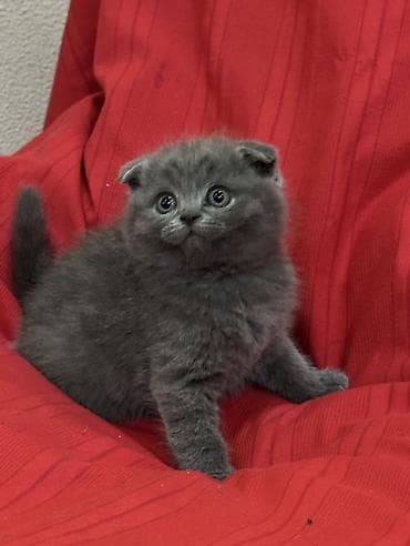 временные приюты для кошек: Продаются шотландские котята, (Scottish Fold, Scottish Straight). С — 8