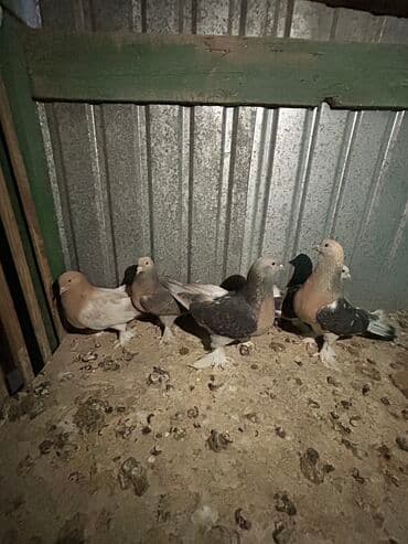 сколько стоит порода собаки доберман: Продаю голубей !!! — 6