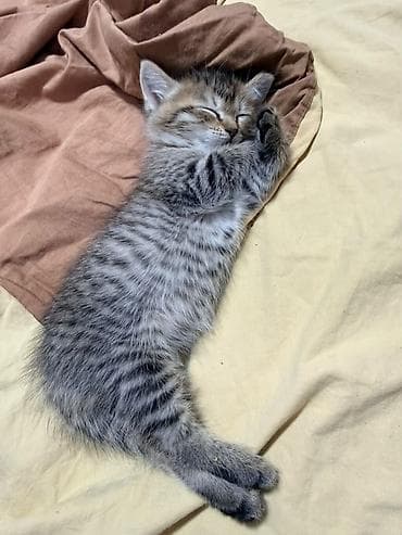 Мышыктар: Отдаю котят в добрые руки Котята домашние, от одной кошки-первокотки — 6