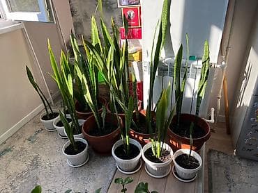 сколько стоит сирень: Сансевиерия (Щучий хвост, Sansevieria trifasciata) в горшках. - — 1