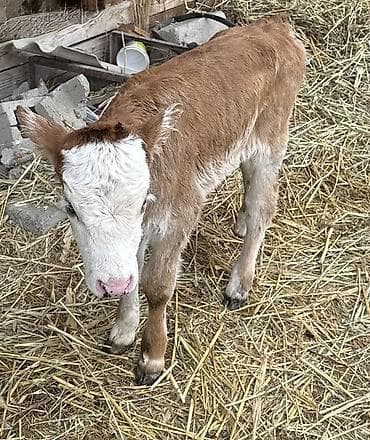 улар сатылат: Сатам | Кунаажын | Бордоп семиртүү үчүн — 7