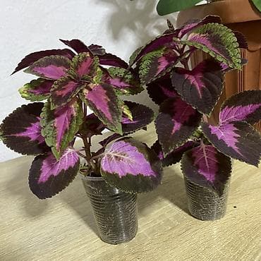 гулдор роза: Колеус (плектрантус скутелляриоидес) с яркой пестрой листвой — 1