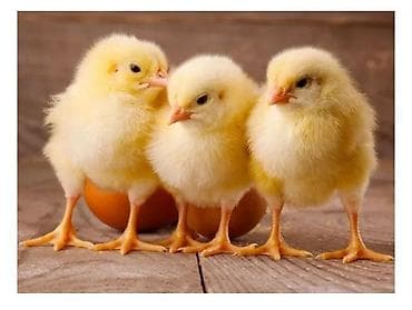 кыргыз иттер: Сатам | Балапандар | Бройлер | Союуга — 1