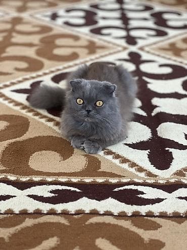 Кошки: Скотиш Фолд (Шотландская вислоухая), 1 год, Мальчик, Голубой, Приучена к лотку — 4