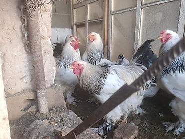 циплята брама: Продаю | Куры | Брама | Для разведения — 7