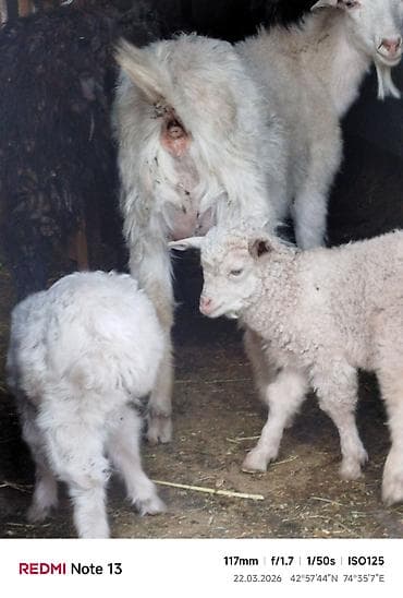 корова швиц: Продаю | Коза (самка) | Для молока — 1