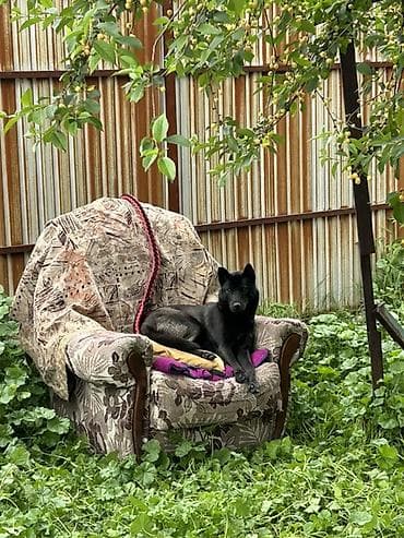парода мышык: Предлагается к вязке самка породы Ухэйцюань (五黑犬) — китайская — 7