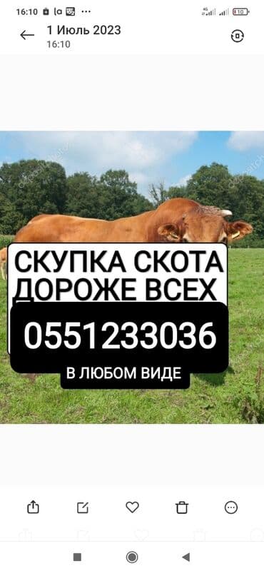 домашние птицы: Куплю | Коровы, быки, Лошади, кони | Любое состояние, Забитый, Круглосуточно — 1