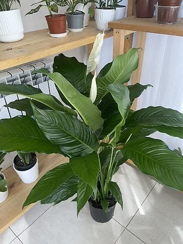 фикус шривериана: Комнатные растения в горшках Предлагаются декоративные тропические — 6