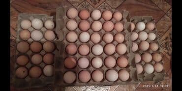 попугай продажа: Инкубацыонные яйца куриные и индюшиные. Супер индюшата и цыплята в — 2