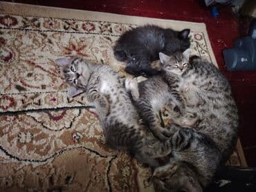 сколько стоит котенок шотландский вислоухий: Отдам в хорошие руки котят. Мама пароды Пиксибоб — 3