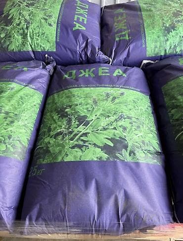 Семена кормовых растений: Люцерна at lalafo.kg Семена кормовых растений: Люцерна