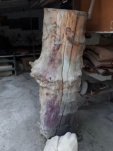 Фанера: Чынар терек сатылат ( бийиктиги 178 см туураасы 58 см ) г. ОШ — 1