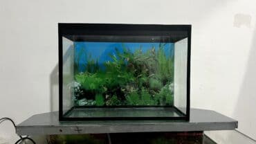 Срочно срочно
Аквариум 10 литр at lalafo.kg Срочно срочно
Аквариум 10 литр