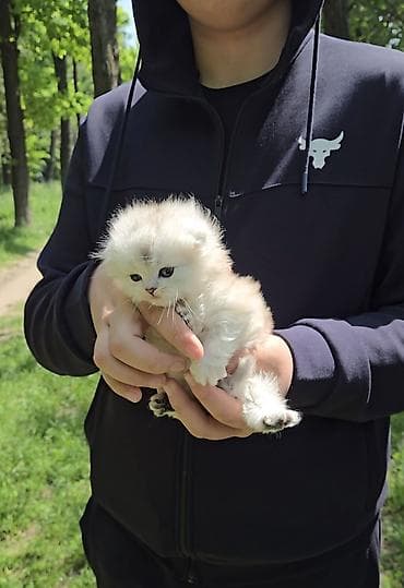 Мышыктар: Скотиш Фолд (Шотландиялык шалпаң кулак), 1 айлык, Эркек, Күмүш өңдүү шиншилла — 5