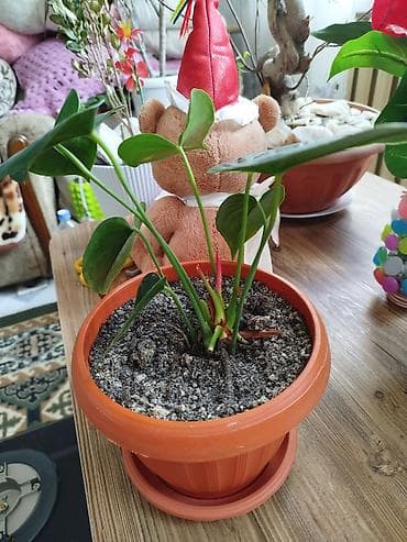продам чеснок: Мужское счастье. Комнатное растение в горшке — антуриум (Anthurium) — 4