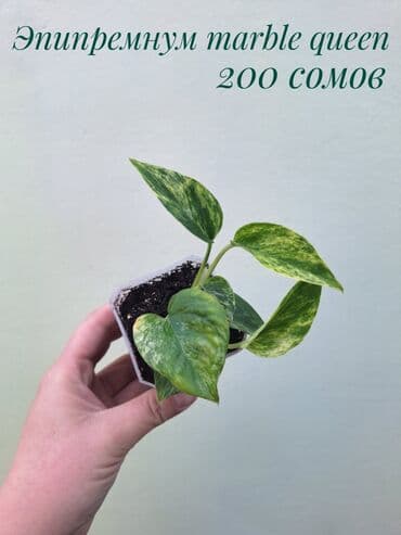 газон готовый: ● Комнатные растения (укоренённые черенки, молодые растения, взрослые — 6