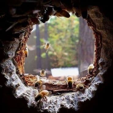 ящик пчелы: Продаю! Натуральный Мёд 
Разные сорта 
Соты
Прополис — 1