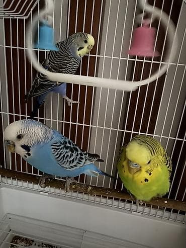 кондор: Продаем попугаев в просторной металлической клетке. Состав набора: - — 1