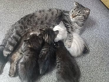 Продажа кошек: Продаются четверо котят смешанной породы на САМОВЫВОЗ. Мать котят — 3
