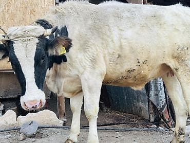 собаки тайган: Сатам | Уй (ургаачы) | Көбөйтүү үчүн | Байланган — 1