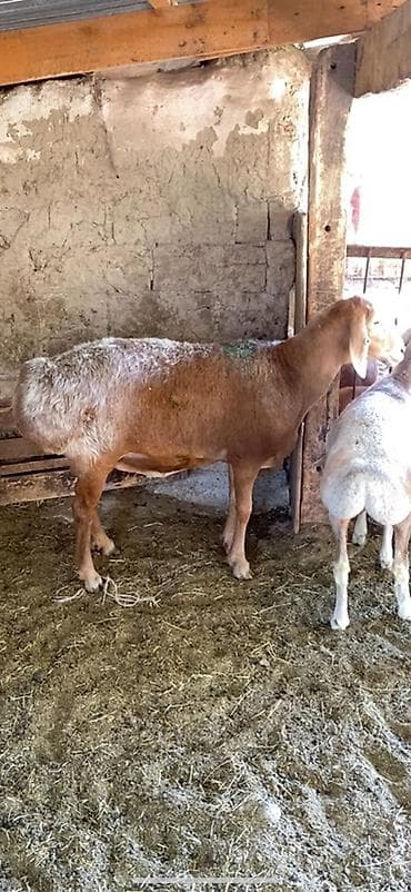 Продам с/х животных: Продаю | Овца (самка) | Эдильбаевская | Для разведения | Матка — 1