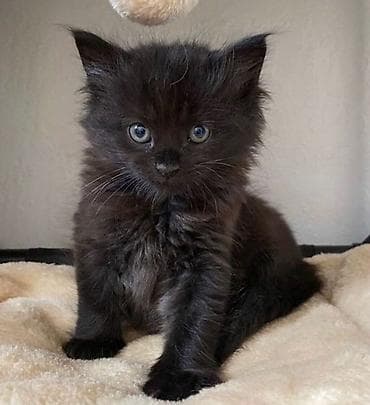 коты на вязку: 🎁 Полностью домашние, к лотку и миске приучены (ну, почти — они — 7