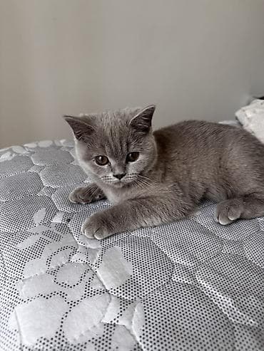 британская лиловая кошка: Скотиш Фолд (Шотландская вислоухая), 4 месяца, Девочка, Голубой, Приучена к лотку — 3