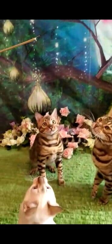 отдам котят в добрые руки бишкек: Бенгальская, 2 месяца, Мальчик — 9