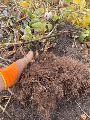 продаю или миняю: Саженцы малины (корневая поросль/делёнки) - Культура: малина сорта — 2